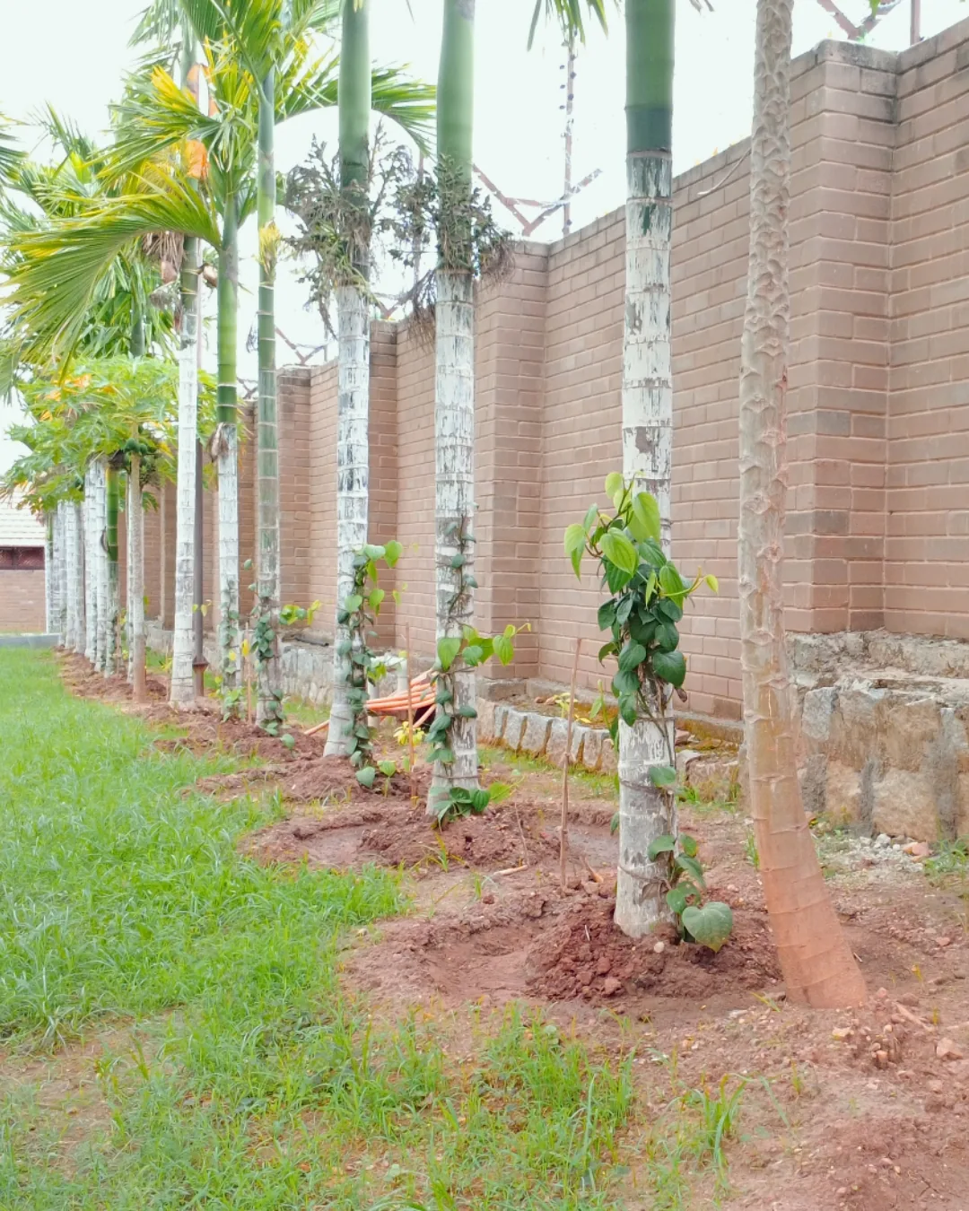 The boundary wall running the length of the plot, areca palms planted along it