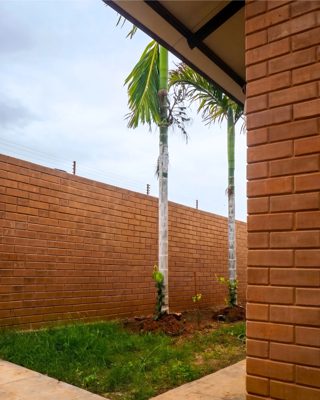 A corner of the earth-block boundary wall, palms behind it